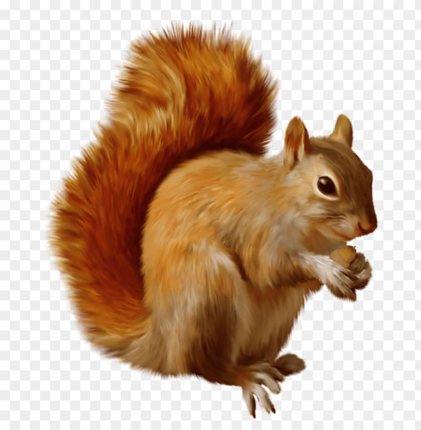 squirrel