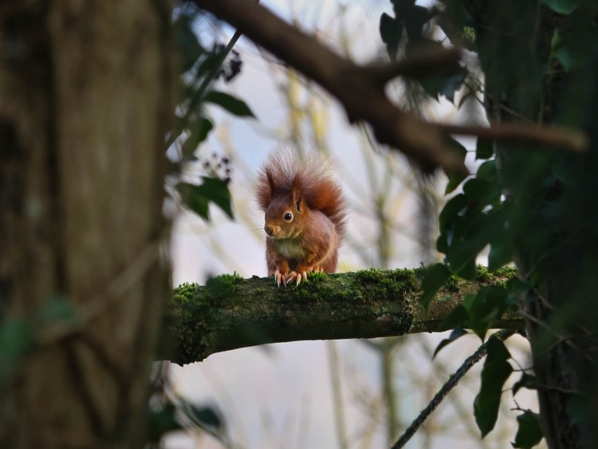 Squirrel Branches Wildlife Tree Background