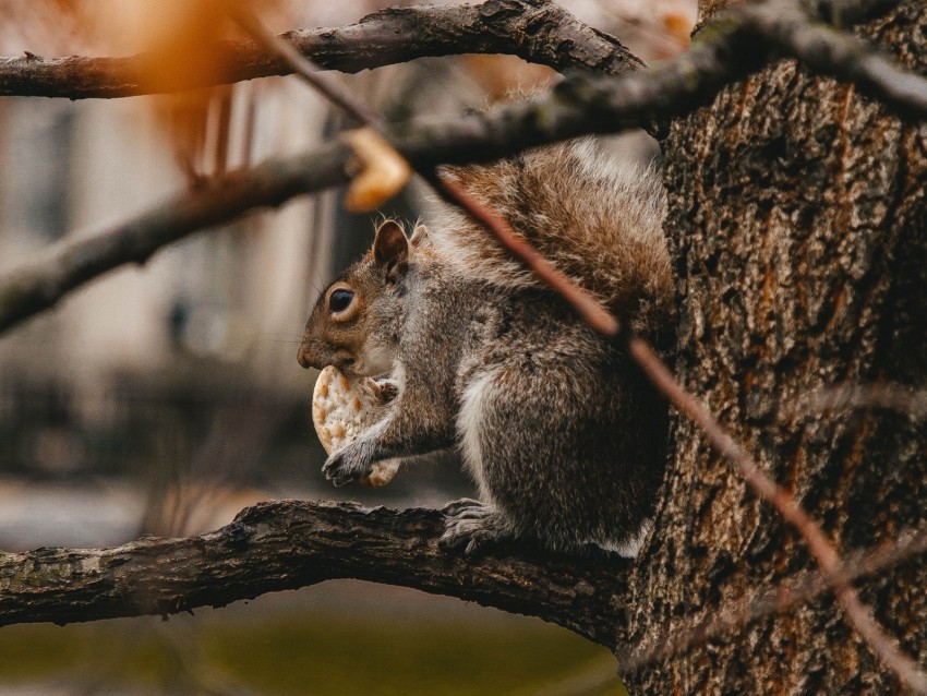 squirrel, cookie, tree, branches, beast, wildlife