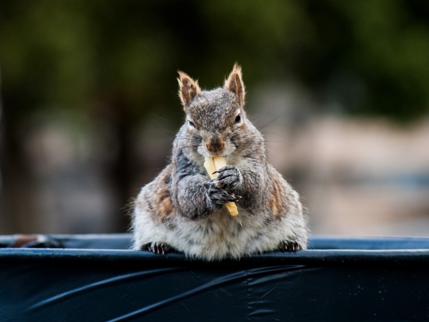 Squirrel Food Funny Cute Animal Background