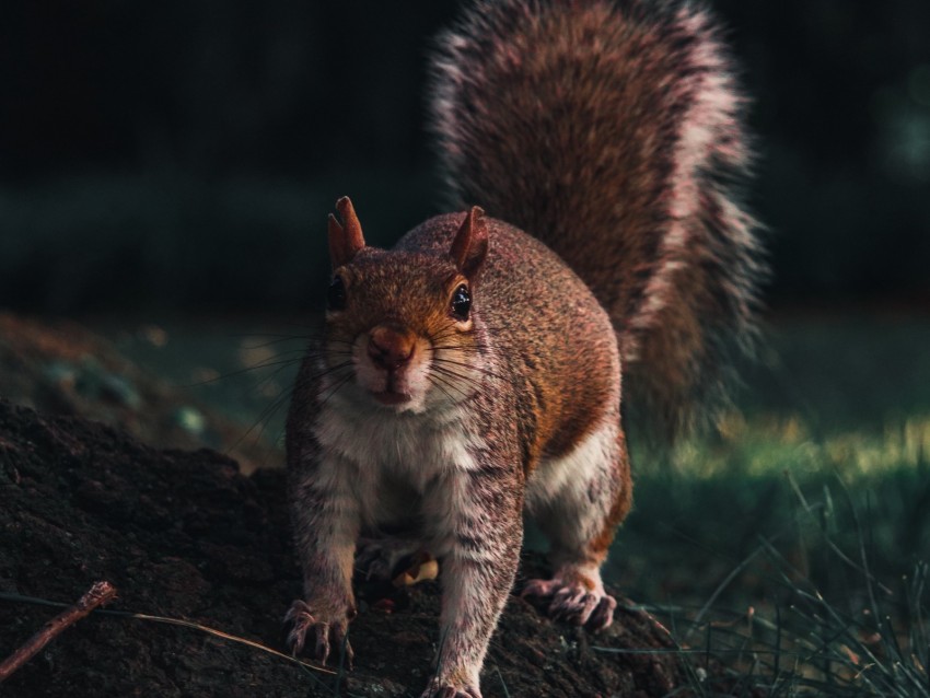 squirrel, glance, animal, funny, wildlife