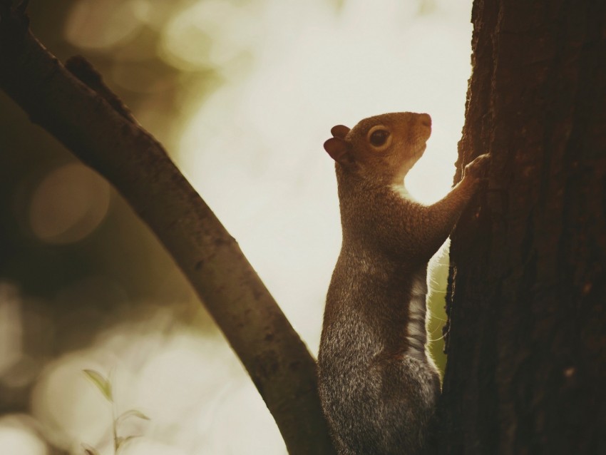 Squirrel Tree Bark Wildlife Background