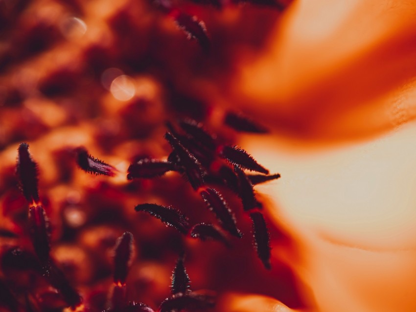 stamens, pollen, flower, macro