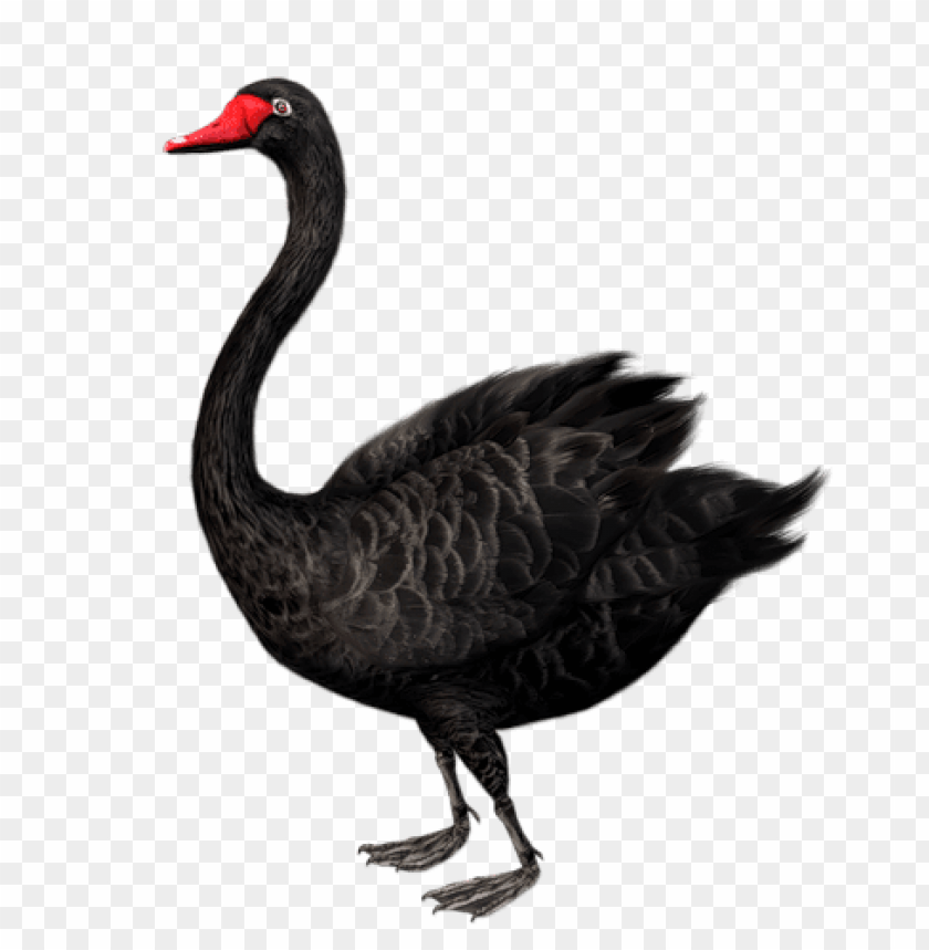 birds png ,bird