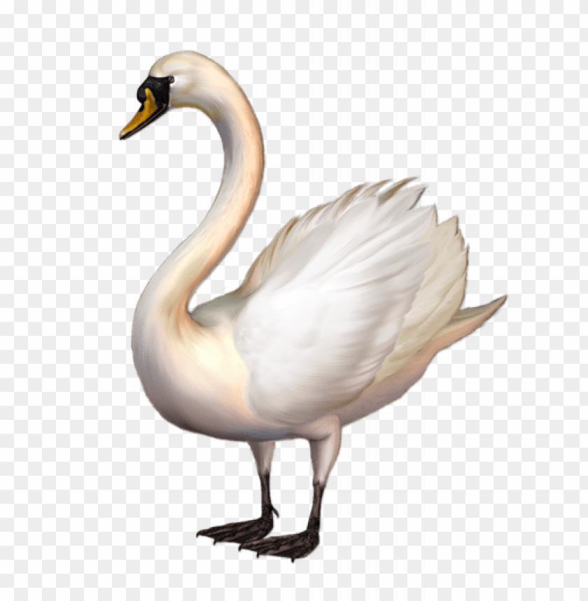 birds png ,bird