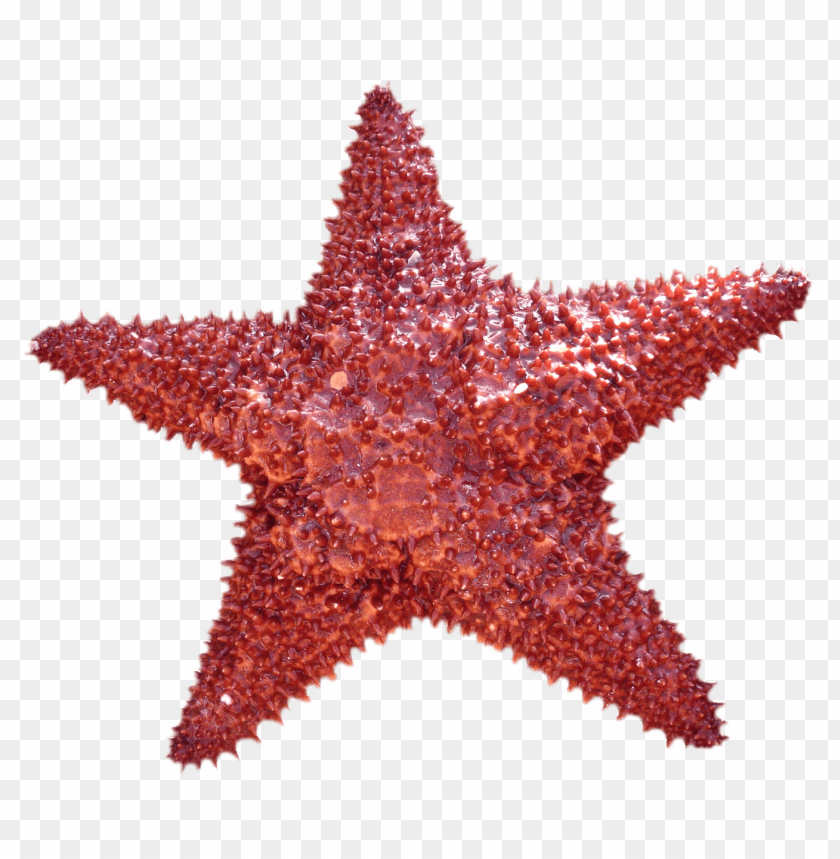 fish, sea, ocean, starfish