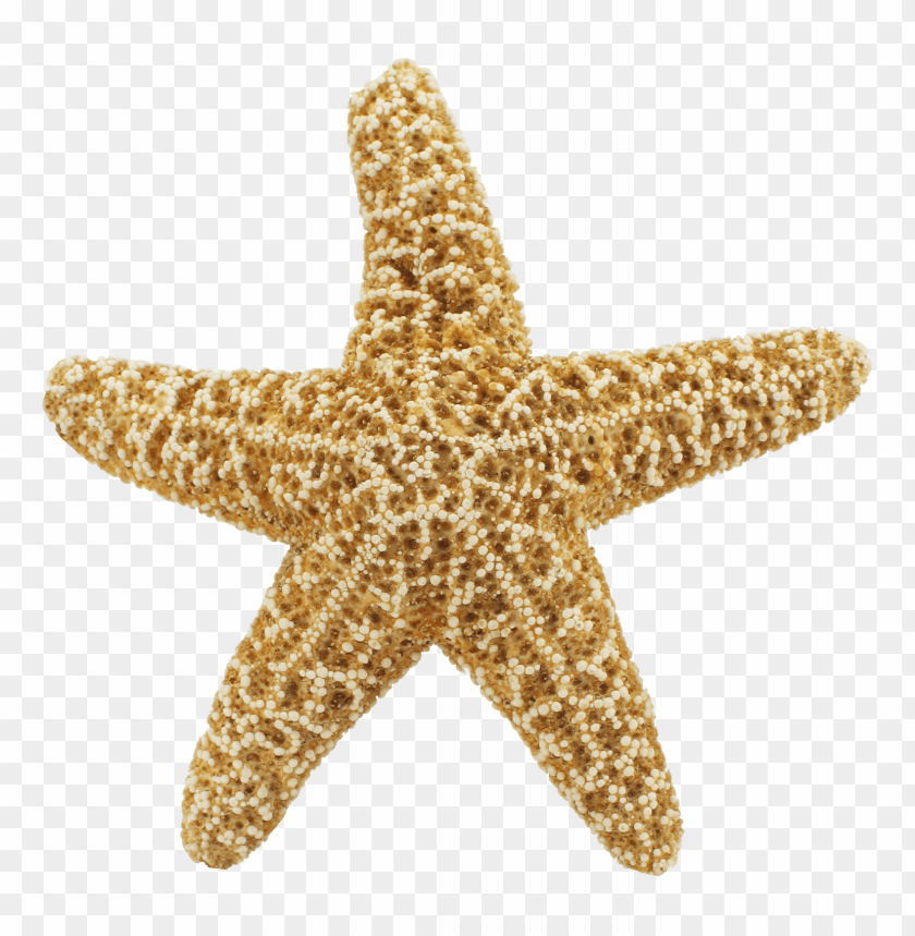 starfish png, png,starfish