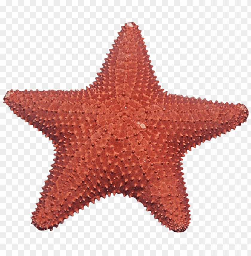 starfish png, png,starfish