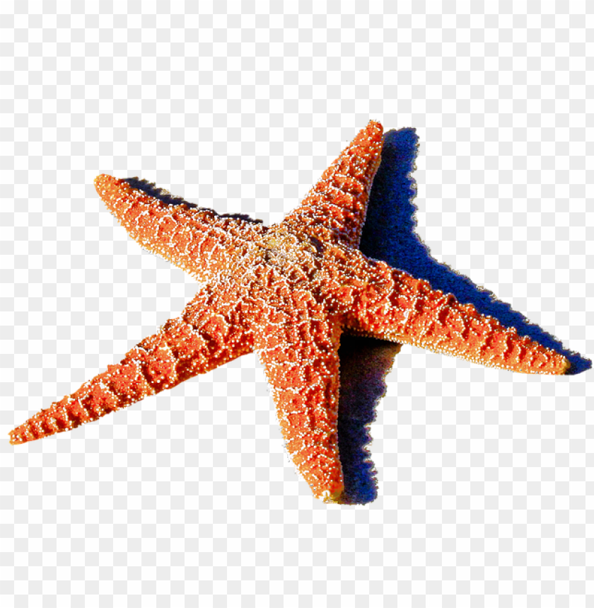 starfish png, png,starfish