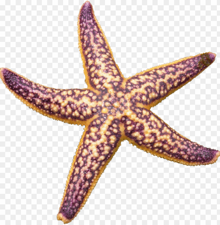 starfish png, png,starfish