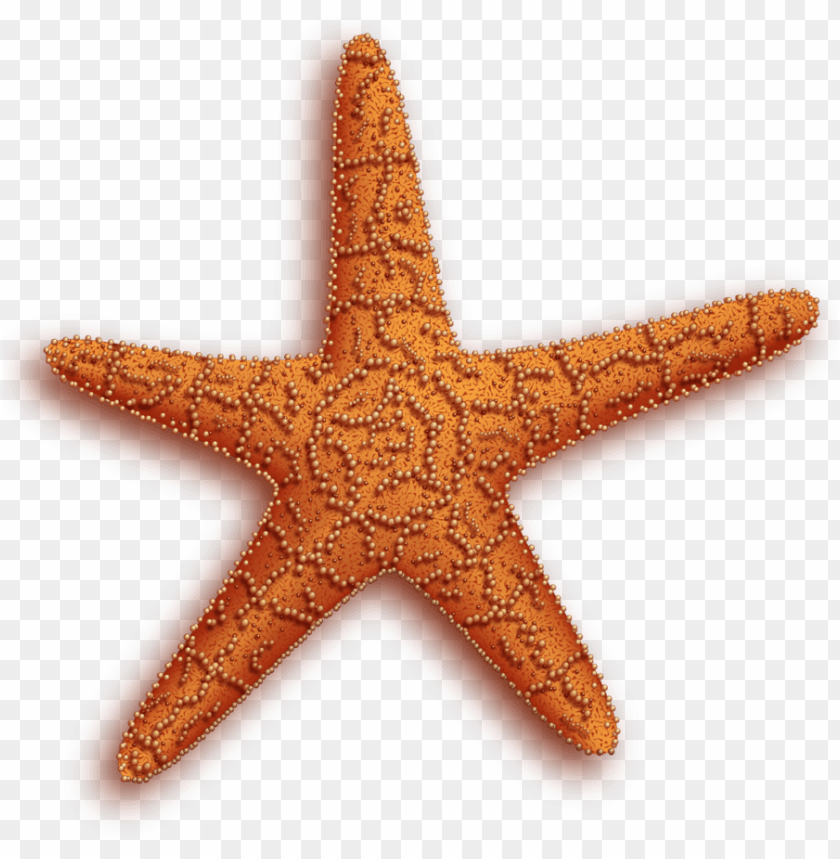 starfish png, png,starfish