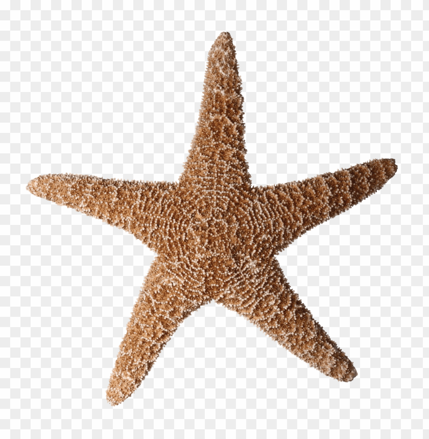 starfish png, png,starfish