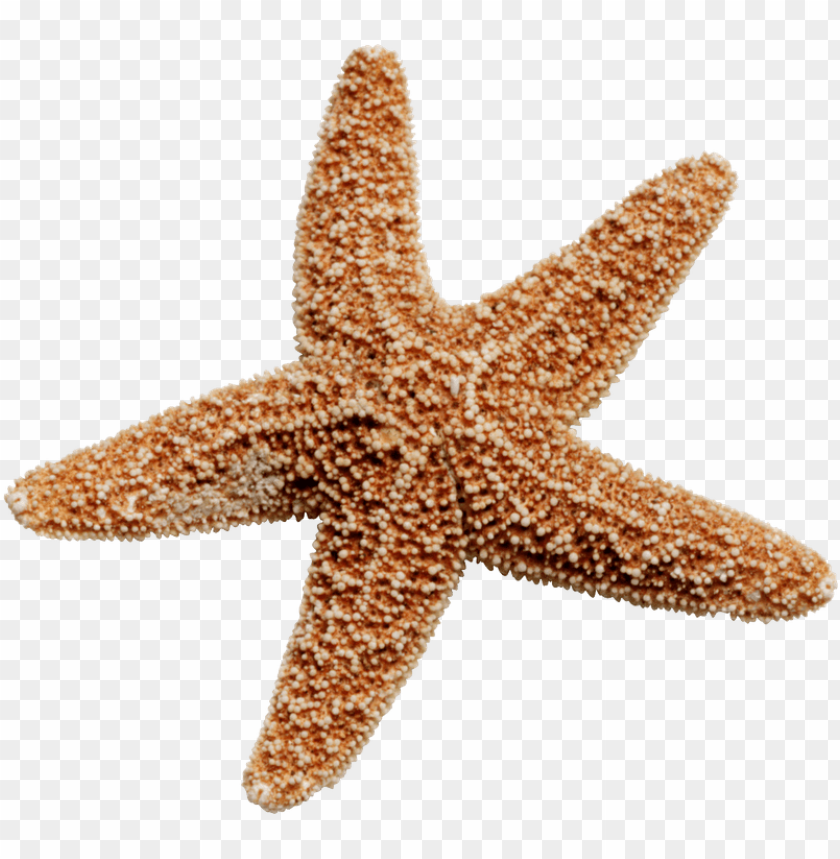 starfish png, png,starfish