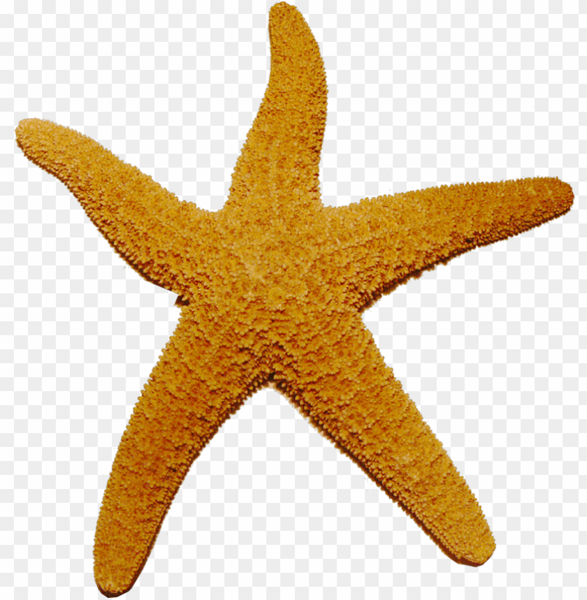 starfish png, png,starfish