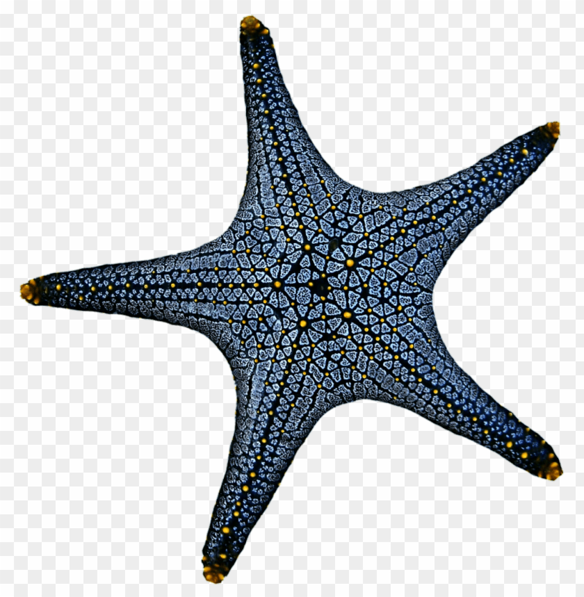 starfish png, png,starfish