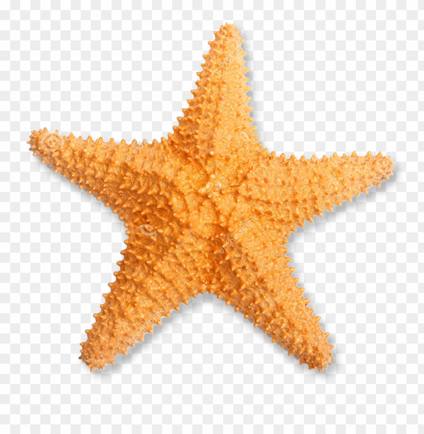 starfish png, png,starfish