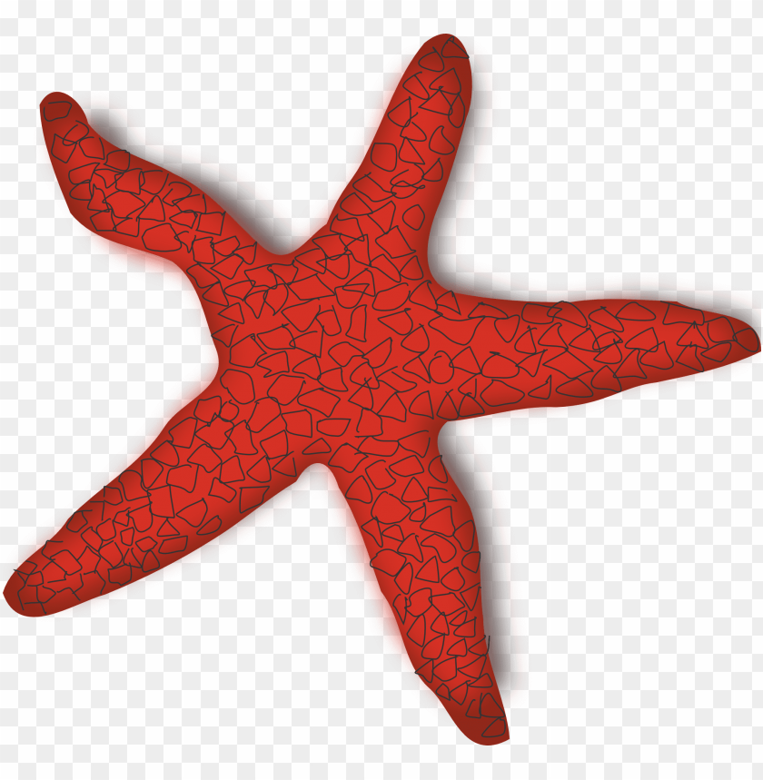 starfish png, png,starfish