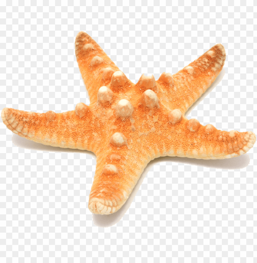 starfish png, png,starfish