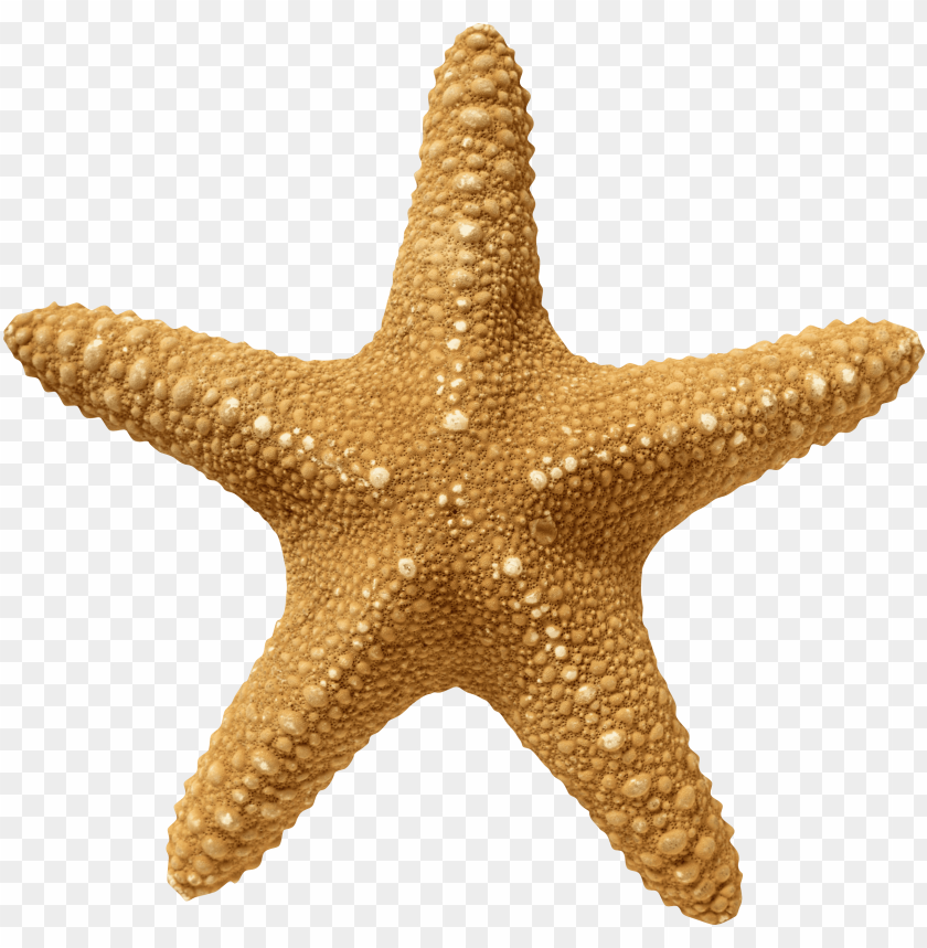 starfish png, png,starfish