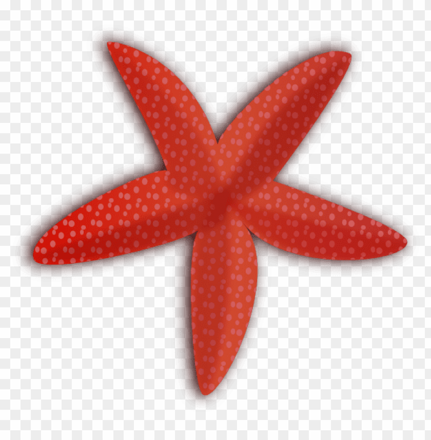 starfish png, png,starfish