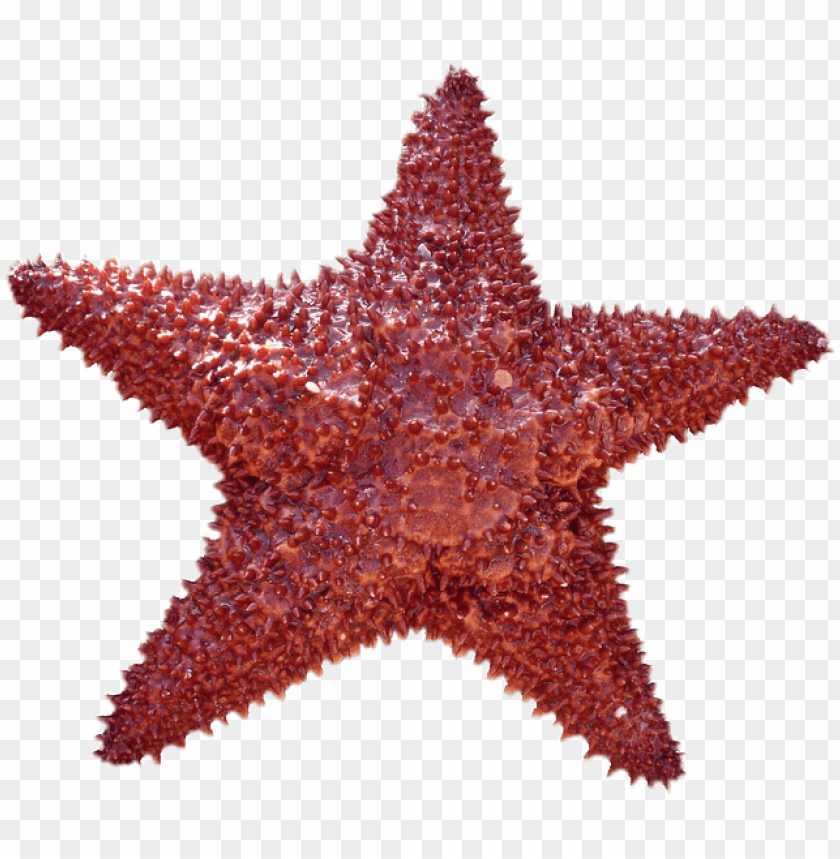 starfish png, png,starfish