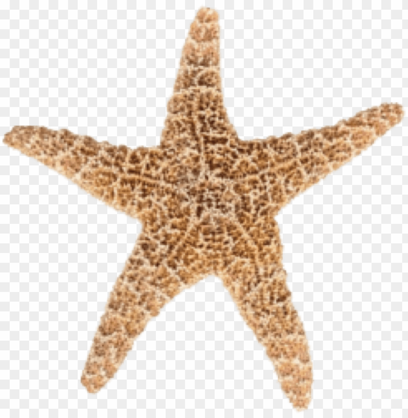 starfish png, png,starfish