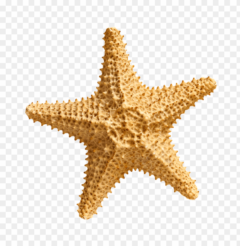 starfish png, png,starfish