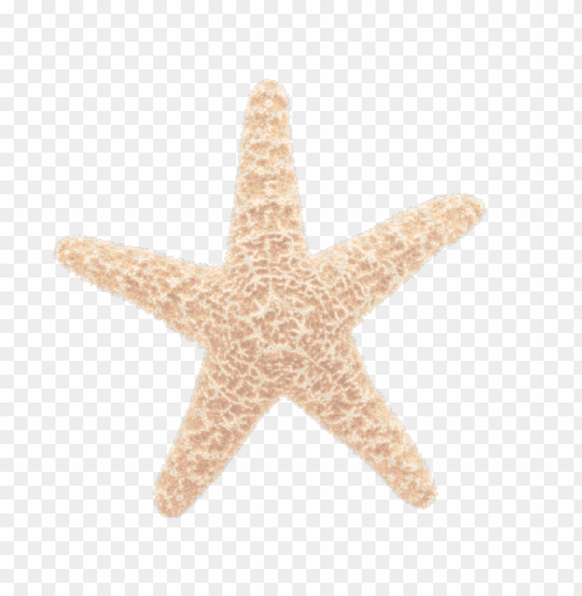 starfish png, png,starfish