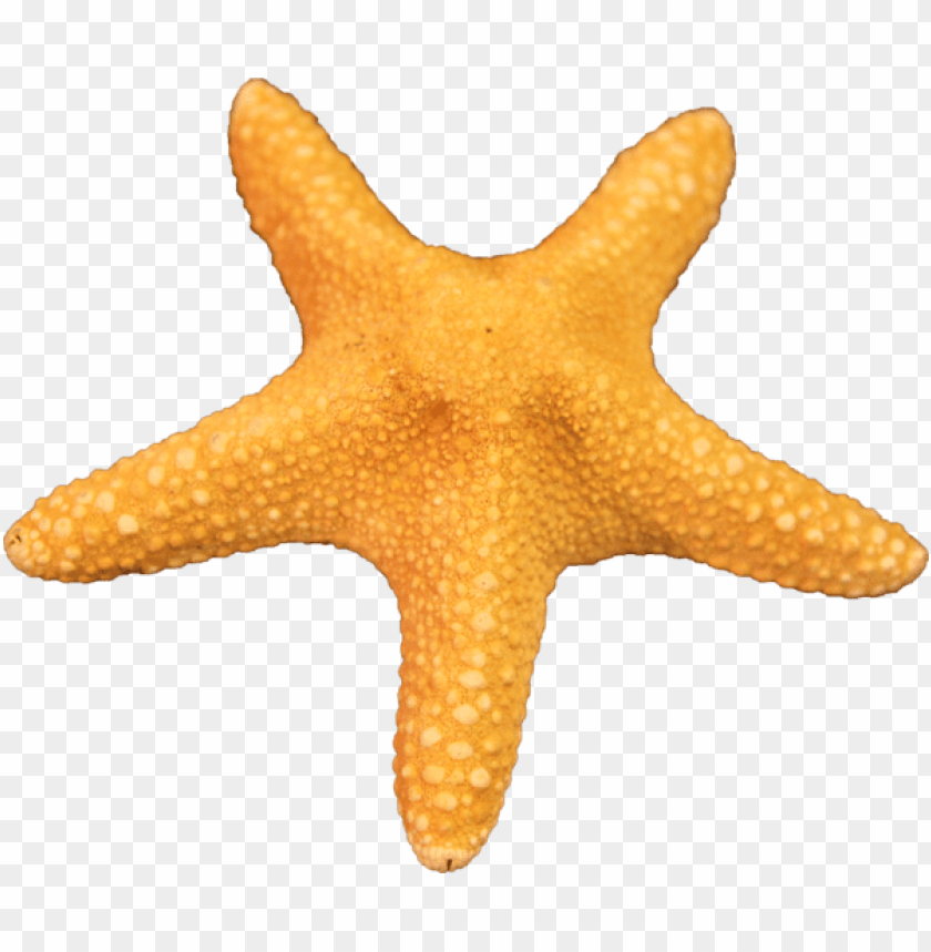 starfish png, png,starfish