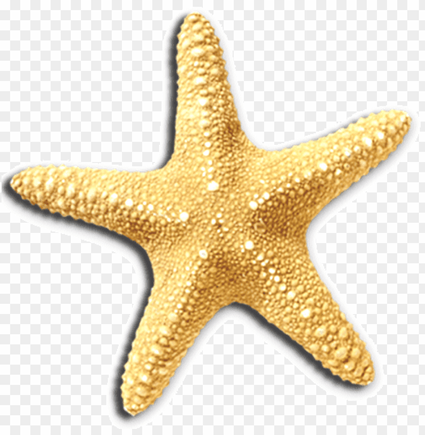 starfish png, png,starfish