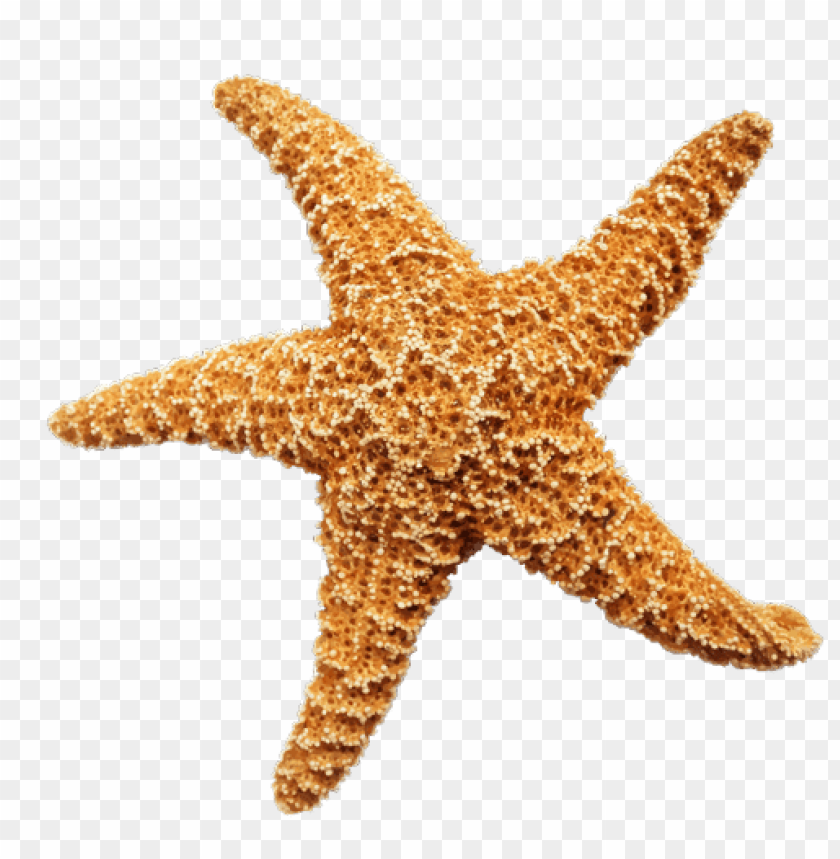 starfish png, png,starfish