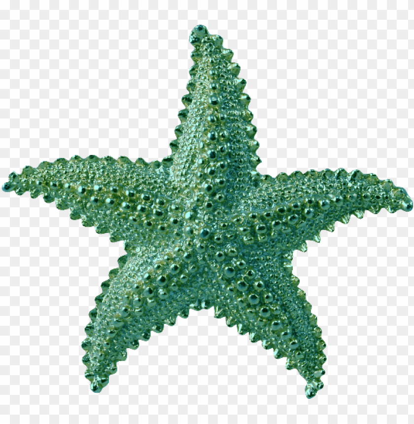 starfish png, png,starfish