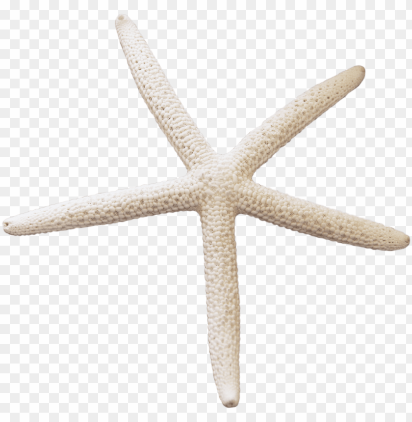 starfish png, png,starfish