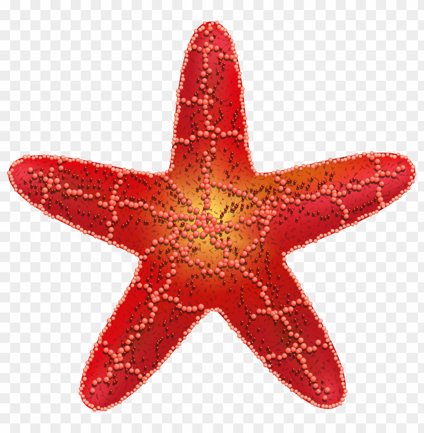 starfish png, png,starfish