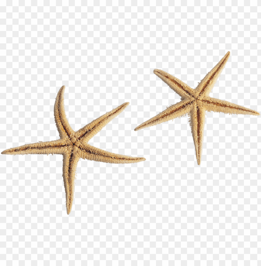 starfish png, png,starfish