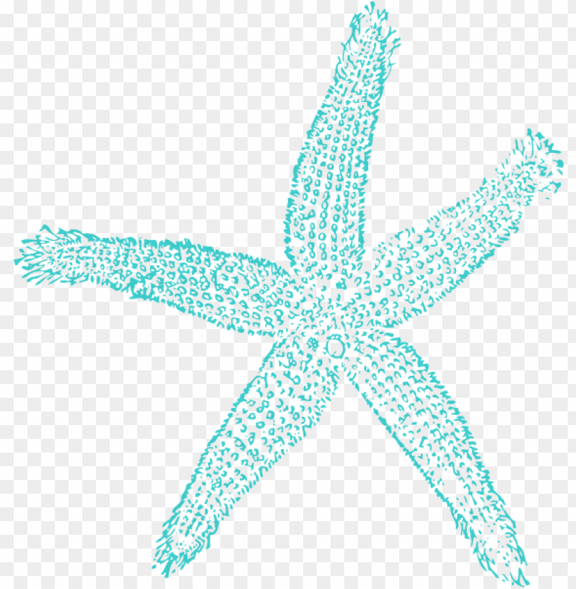 starfish png, png,starfish