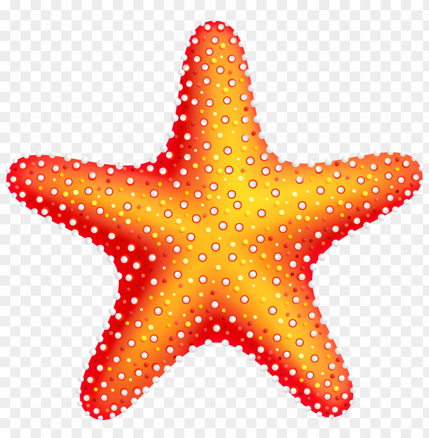 starfish png, png,starfish