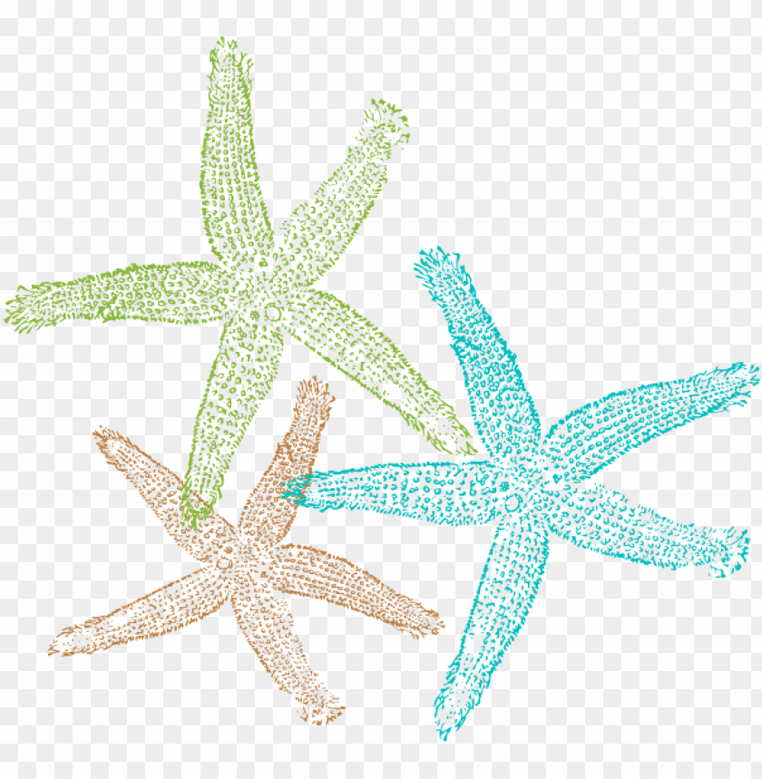 starfish png, png,starfish