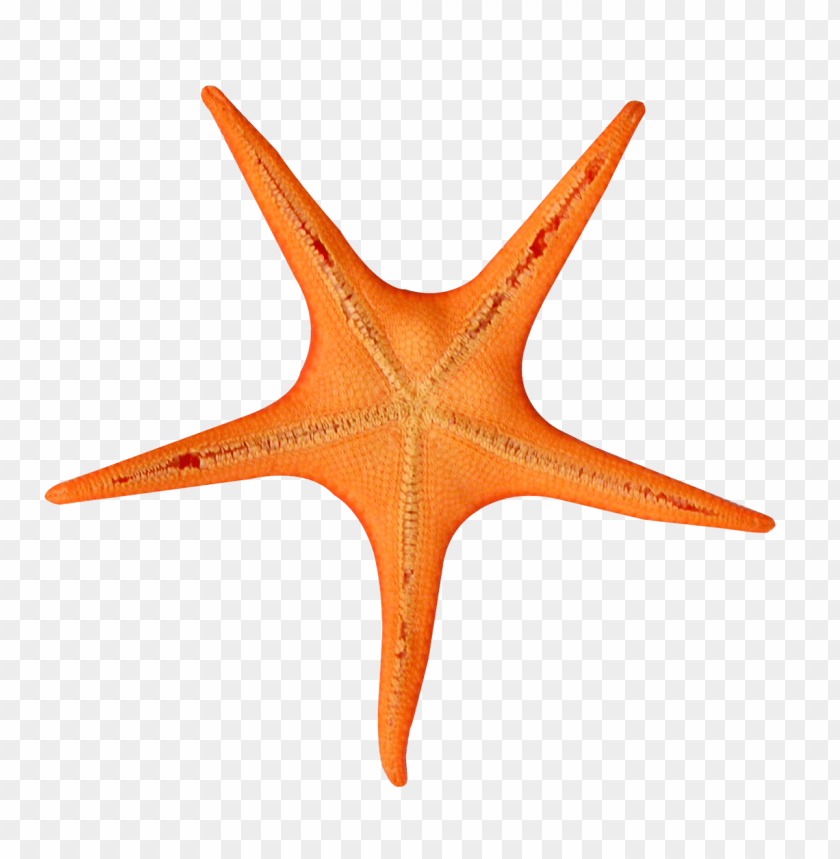 starfish png, png,starfish