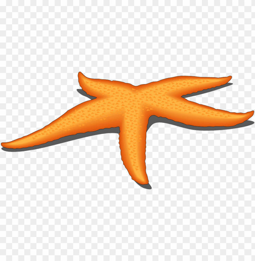 starfish png, png,starfish