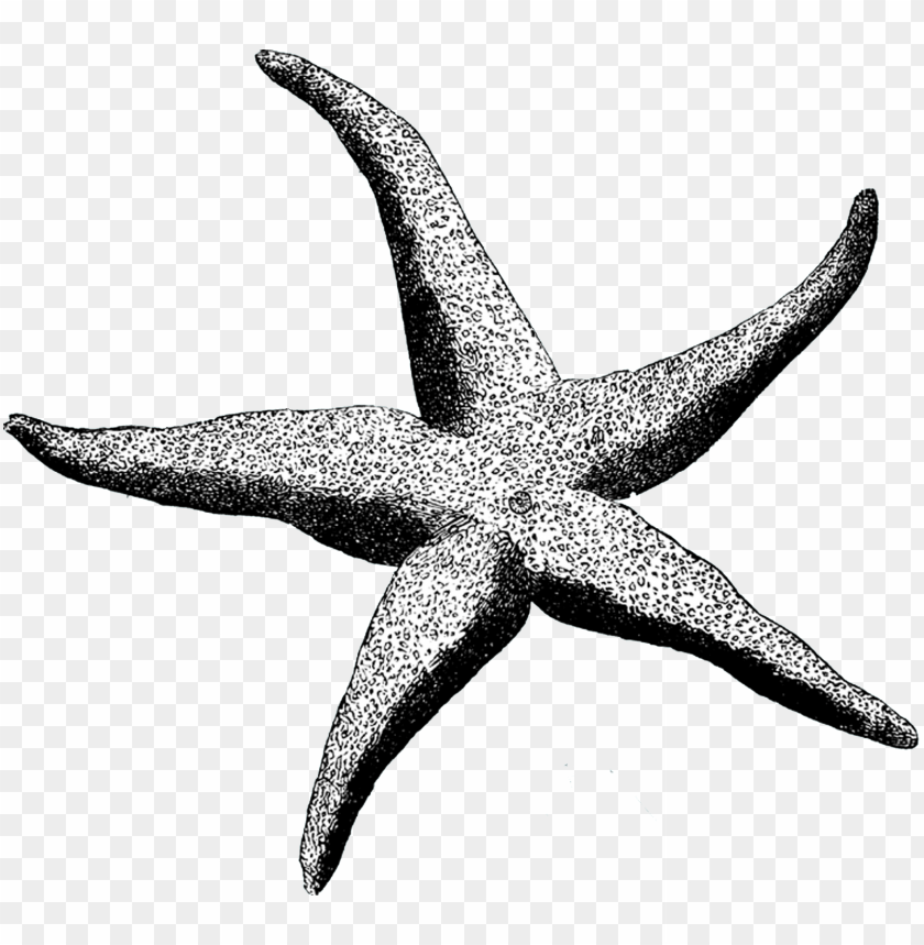 starfish png, png,starfish