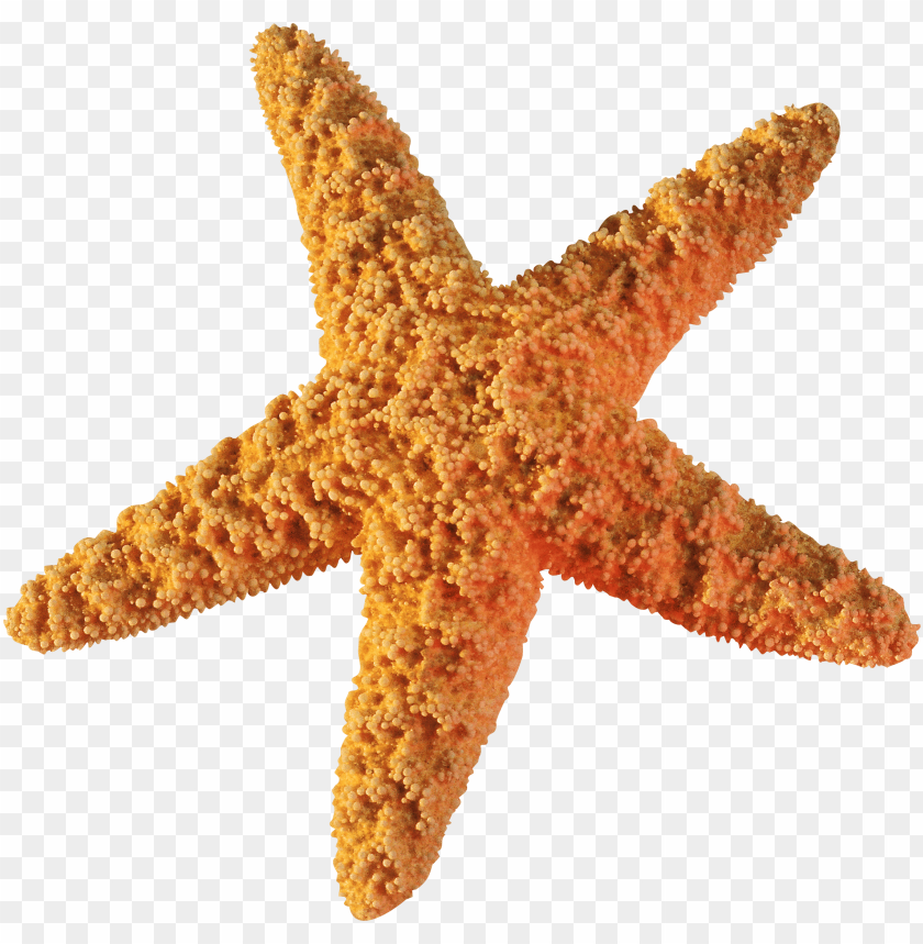 starfish png, png,starfish