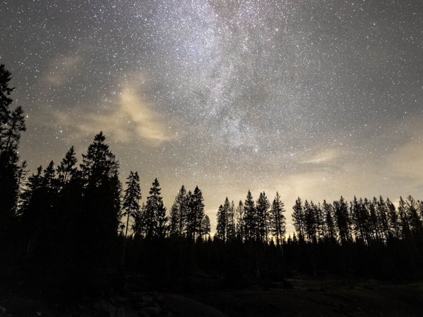 Starry Sky Milky Way Stars Trees Night Background