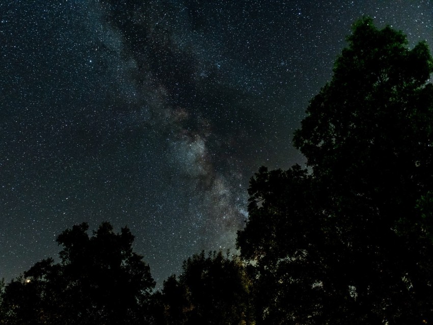 starry sky, milky way, trees, night, stars