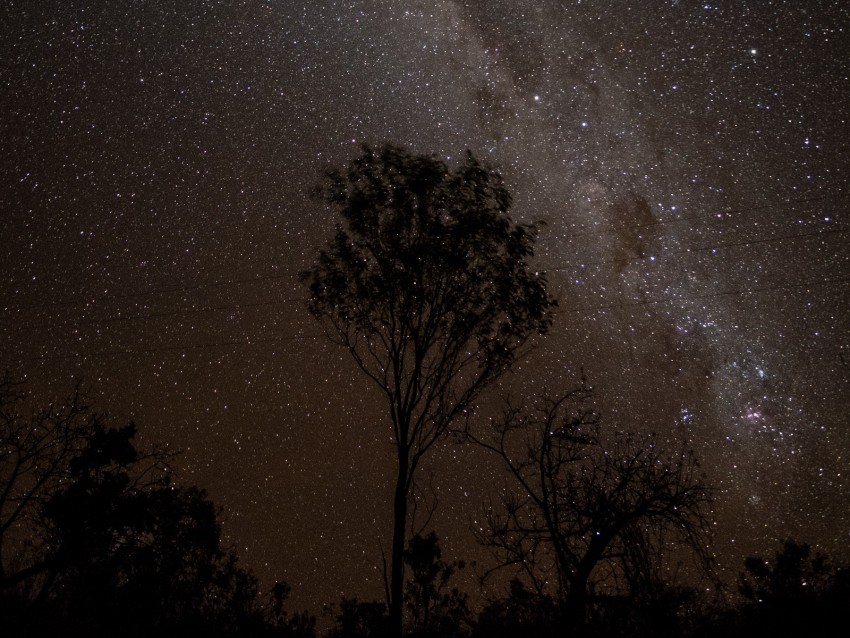 starry sky, night, milky way, trees, outlines, stars