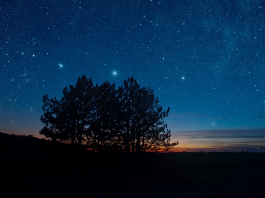 starry sky, night, trees, stars, landscape