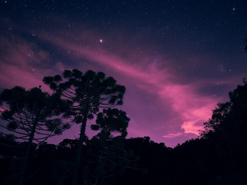 starry sky, night, trees, stars, lights