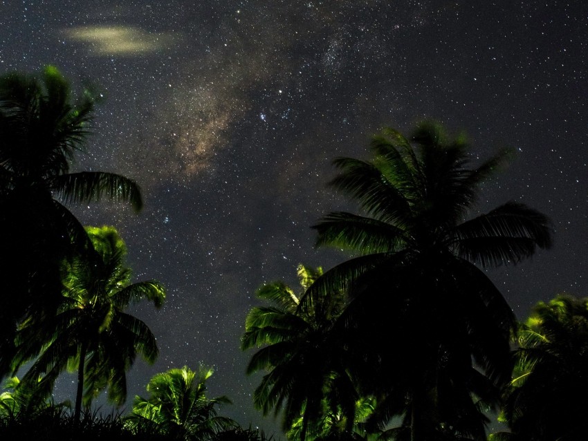 Starry Sky Palm Trees Branches Leaves Night Background