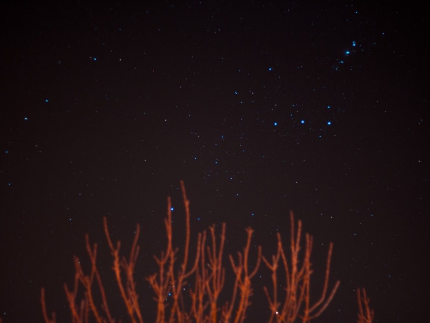 starry sky, stars, branches, night, night sky