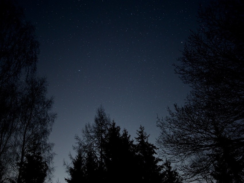 Starry Sky Stars Night Branches Bottom View Background